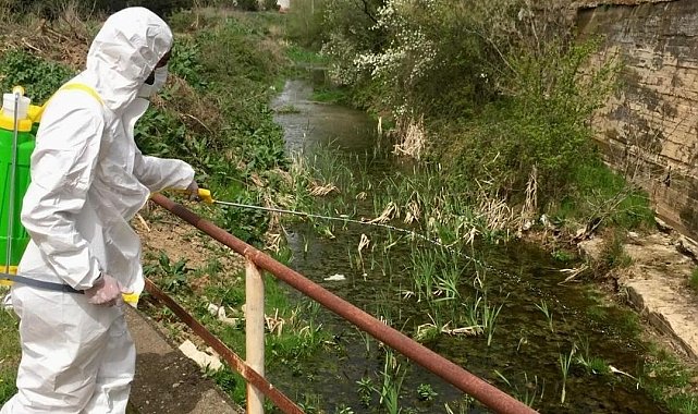 Babaeski'de sulak alanlar ilaçlanıyor