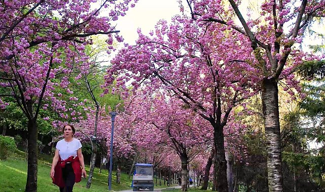 Baharın müjdeleyicisi sakura ağaçlarının renkli çiçekleri görsel şölen sunuyor
