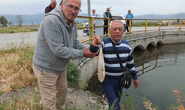 Balıkesir'de doğal sit alanı olan derede balık ölümleri başladı