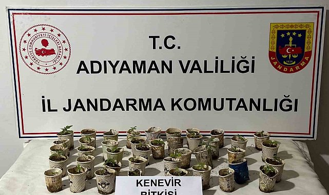 Bardakta kenevir bitkileri ele geçirildi