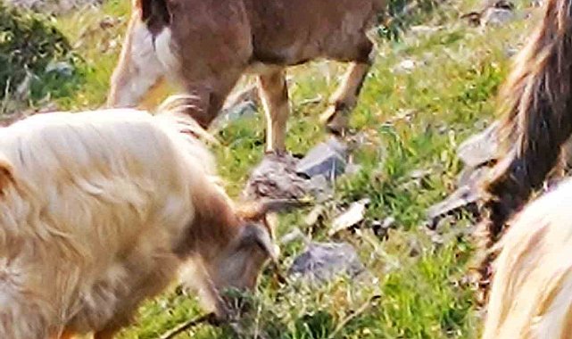 Batman'da sürüye karışan dağ keçisi çoban tarafından cep telefonu kamerasıyla kaydedildi