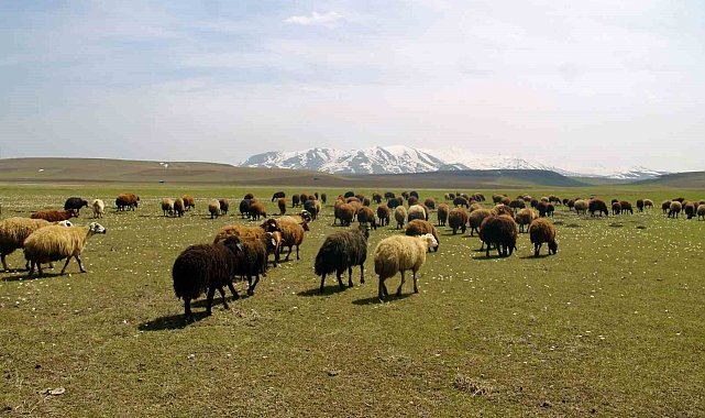 Bayburt'ta meralar küçükbaş hayvanlarla şenlendi