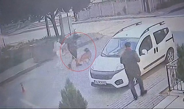 Bekçi ile boksör arasında 'ağızlıksız pitbull' kavgası