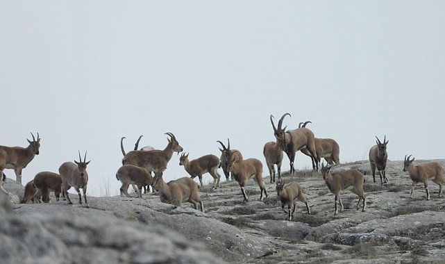 Belgesel tadında görüntüler