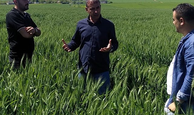 Besni'de süne sürvey çalışmaları başladı