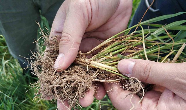Beyşehir'de arpa yaprak yanıklığı hastalığı tespit edildi