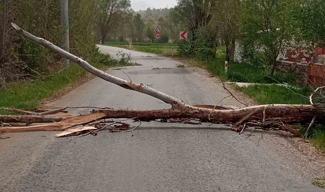 Beyşehir'de devrilen ağaç yolu kapattı