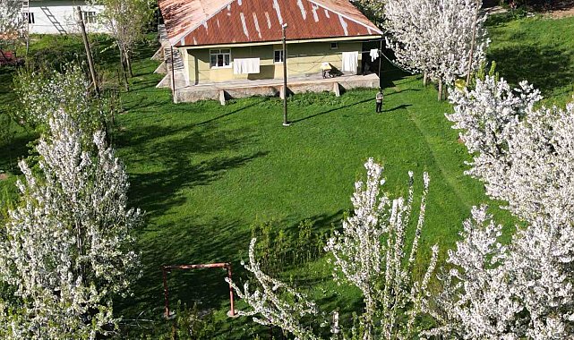 Beytüşşebap'ta kiraz ağaçları köyü beyaza bürüdü