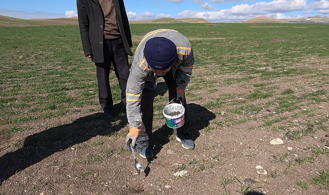 Bilinçsiz ilaçlama doğal dengeyi bozdu, tarla farelerinin popülasyonunu artırdı