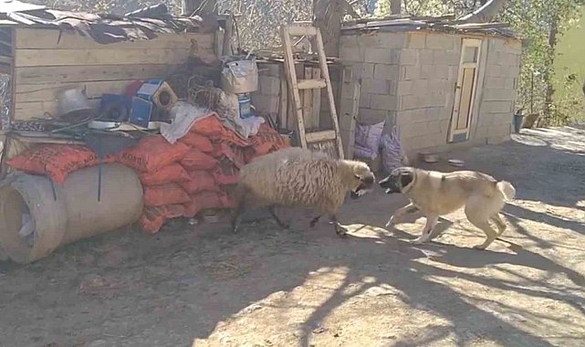 Birlikte büyüyen koyun ile köpeğin kıyasıya mücadeleye sahne olan oyunları izleyenleri gülümsetti