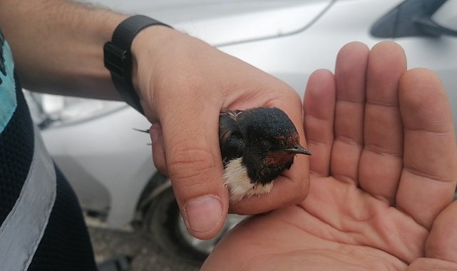 Bitkin düşen Kırlangıç'a jandarma şefkati