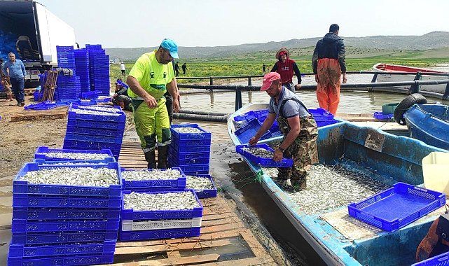 Bozkırın ortasından Avrupa'ya gümüş balığı ihracat ediliyor