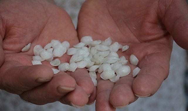 Bu balık böbrek taşı düşürüyor