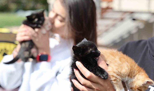 Bu kadarına pes dedirtti, 4 yavru kediyi çöpe attı