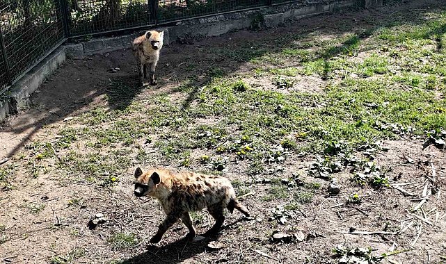 Bursa Hayvanat Bahçesi'ne 2 yeni misafir