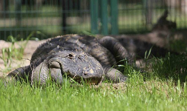Bursa Hayvanat Bahçesi'nin yeni üyesi Bursaspor'un maskotu oldu