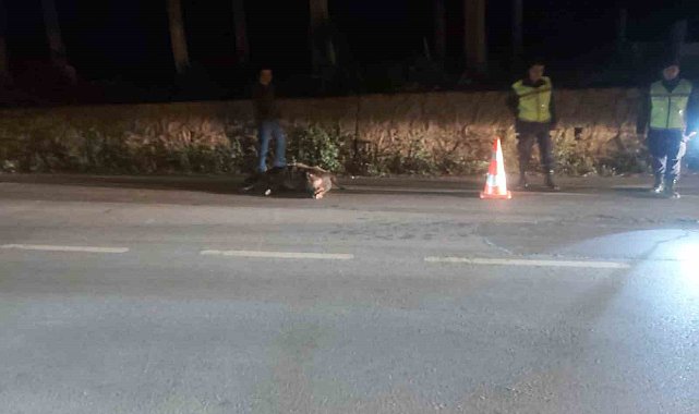 Bursa&#039;da tır domuza çarptı