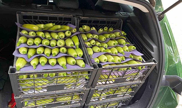 Bursa&#039;da üretilen kabak çiftçinin yüzünü güldürdü