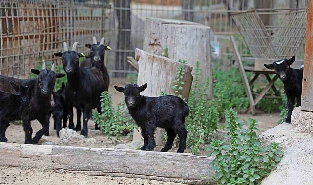 Büyükşehir Doğal Yaşam Parkı'nda yeni doğan yavrular şenlendirdi
