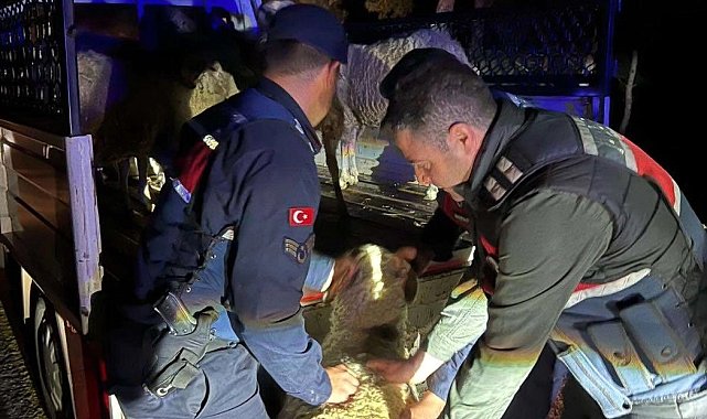 Çalındığı sanılan 15 koyunu jandarma ekipleri buldu