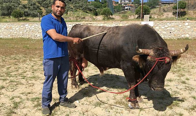 Çamköy'de boğa güreşi yapılacak