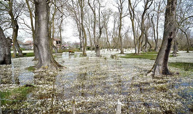 Cennetten bir köşe: Kızılırmak Deltası