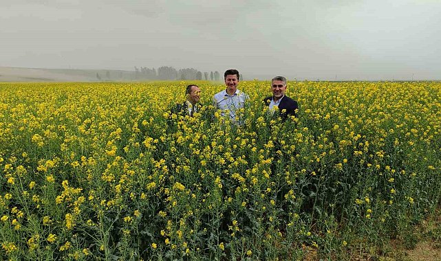 Çifteler, Günyüzü ve Sivrihisar ilçeleri kanola çiçekleriyle sarıya boyandı