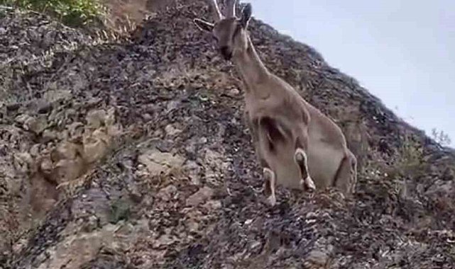 Dağ keçileri Palu Kalesi'ni mesken tuttu