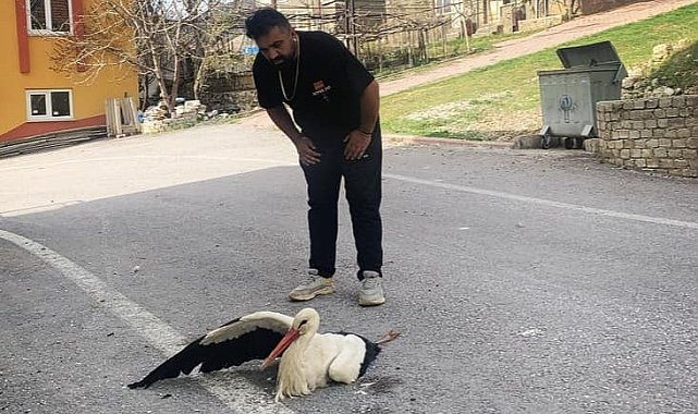 Derebucak'ta akıma kapılan leylek yaralandı