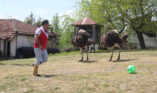 Devekuşu firarda: Ordu'da mahalle gezisine çıkan devekuşu tebessüm ettirdi