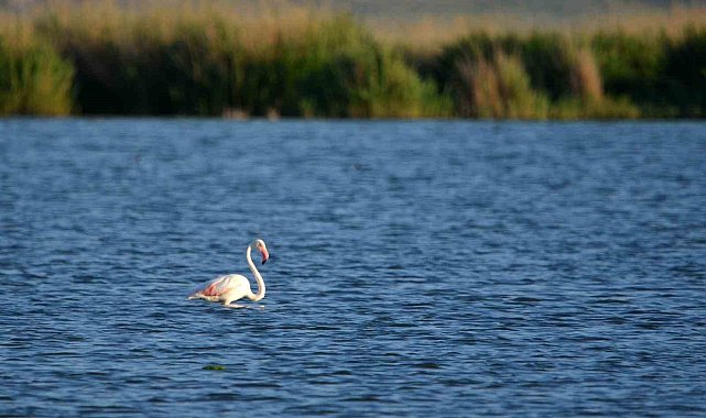Doğa harikası Akgöl flamingoları ağırlıyor