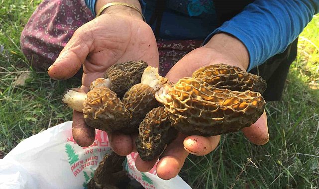 Doğada nadir bulunuyor, kilogramı 600 liradan satılıyor