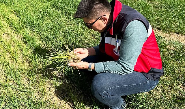 Dumlupınar'da hububat ekili arazilerde ürün gelişim, hastalık ve zararlı kontrolleri