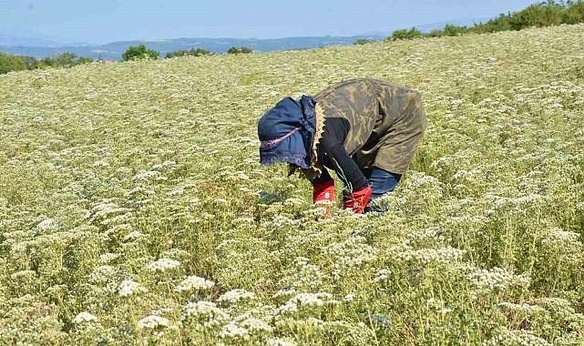 Dünyanın kekik ihtiyacı Denizli'den karşılanıyor
