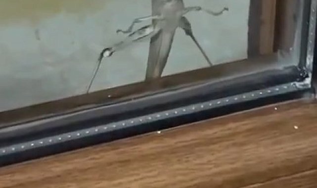 Elazığ'da dev etçil çekirge görüntülendi