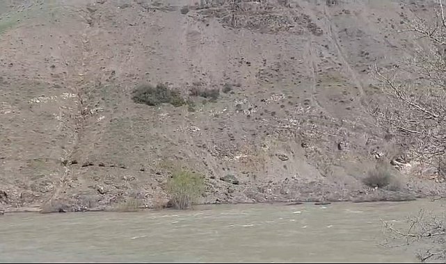 Elazığ'da domuz sürüsü görüntülendi