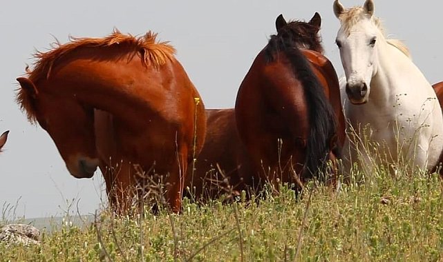 Elazığ&#039;da yılkı atları görüldü
