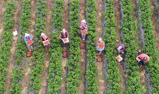 Enkaz kentte yüz güldüren çilek hasadı: Tarladan 70 TL'den alıcı buluyor