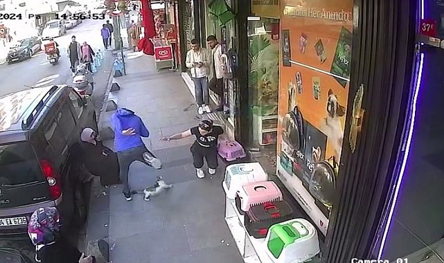 Esenler'de "Yedi Bela Hüsnü" isimli bir kedi, kimseye geçit vermiyor