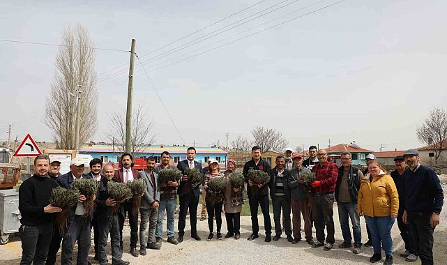 Eskişehir'de atıl tarım arazileri 590 bin lavanta ile renkleniyor