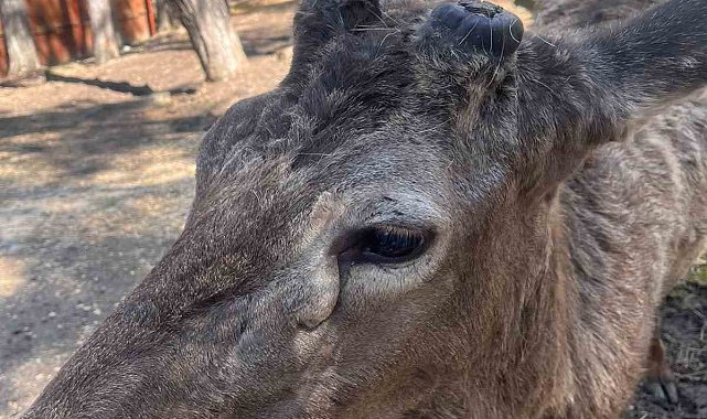 Eskişehir'de erkek kızıl geyikler boynuzlarını attı