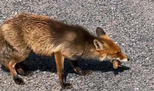 Eskişehir'de yaban hayvanlarına havadan kuduz aşılaması yapıldı