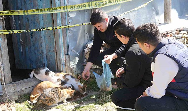 Evinde baygın halde bulundu, beslediği 36 kedisi sahipsiz kaldı