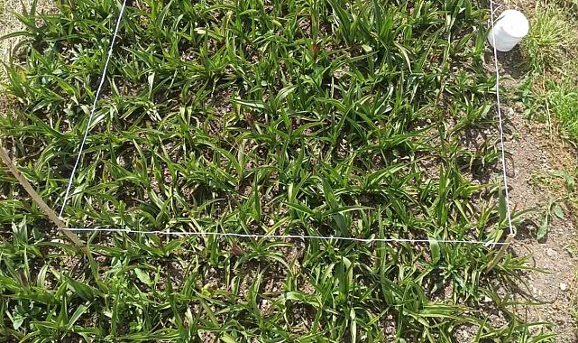 Fındığın başkent Giresun'da salep hasadı yapıldı