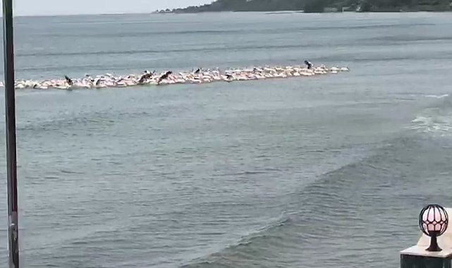 Fırtına nedeniyle yüzlerce pelikan plajda toplandı