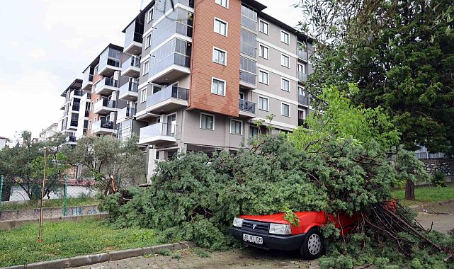 Fırtınada devrilen ağaç, aracın üstüne düştü