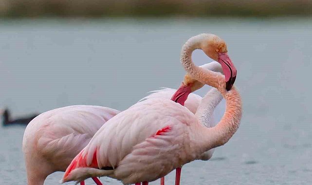 Flamingolar Akkaya Barajı'nda