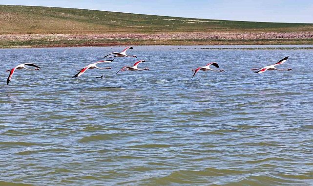 Flamingolar Gölbaşı'na misafir oldu