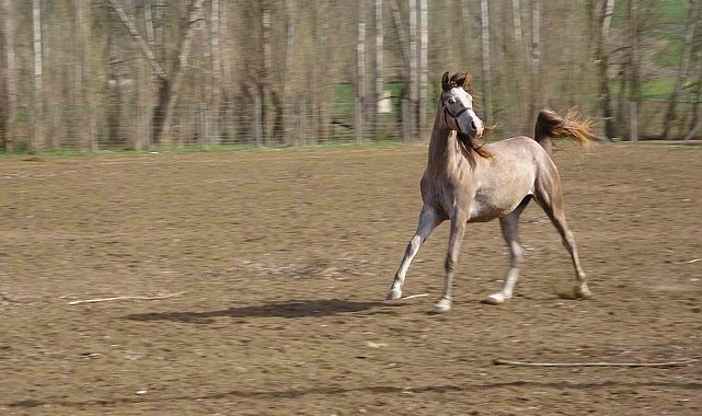 Geleceğin şampiyon adayı safkan Arap atları Yozgat'ta yetiştiriliyor