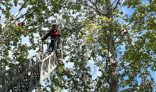 Gölbaşı'nda öğrenciler ağaç dallarına kuş yuvası astı